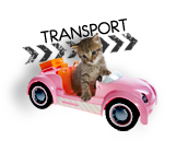 transport